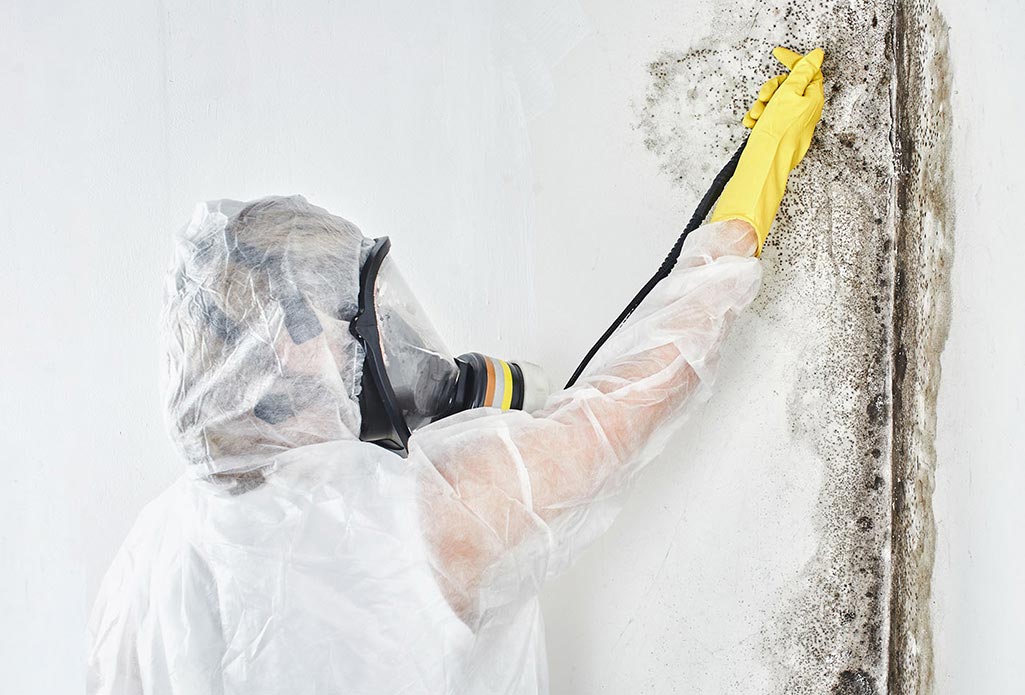 Mold Removal