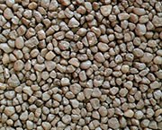 SC-77 Khaki Quartz SC-77 Khaki Quartz