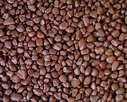 SC-79 Cordovan SC-79 Cordovan